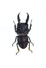 . (On)geprepareerde Dorcus intermedius