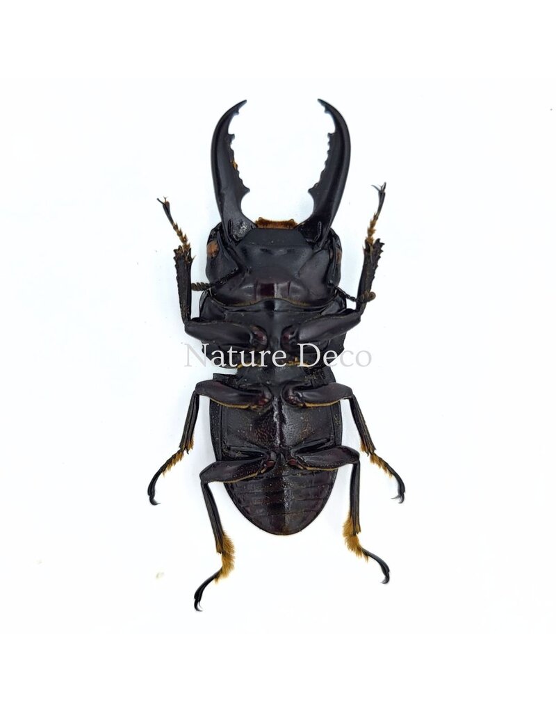 . (Un)mounted Dorcus intermedius