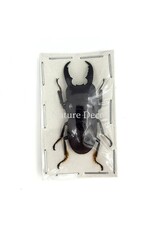 . (On)geprepareerde Dorcus intermedius