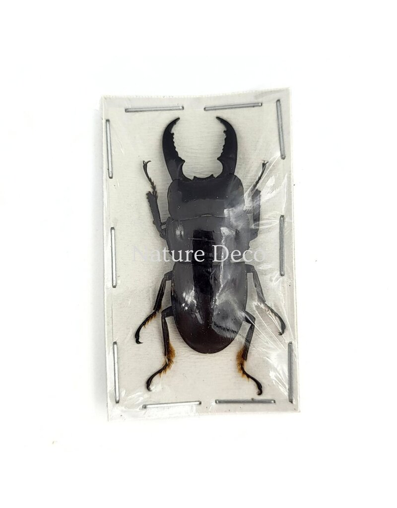 . (Un)mounted Dorcus intermedius