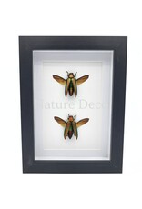 Nature Deco Chrysochroa aurora (prachtkever) duo in luxe 3D lijst 20,3 x 15,3 cm