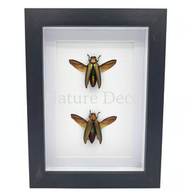 Nature Deco Chrysochroa aurora (prachtkever) duo in luxe 3D lijst