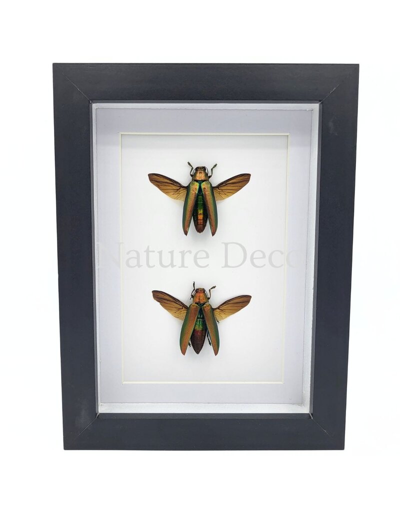 Nature Deco Chrysochroa aurora (prachtkever) duo in luxe 3D lijst 20,3 x 15,3 cm