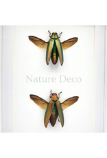 Nature Deco Chrysochroa aurora (prachtkever) duo in luxe 3D lijst 20,3 x 15,3 cm