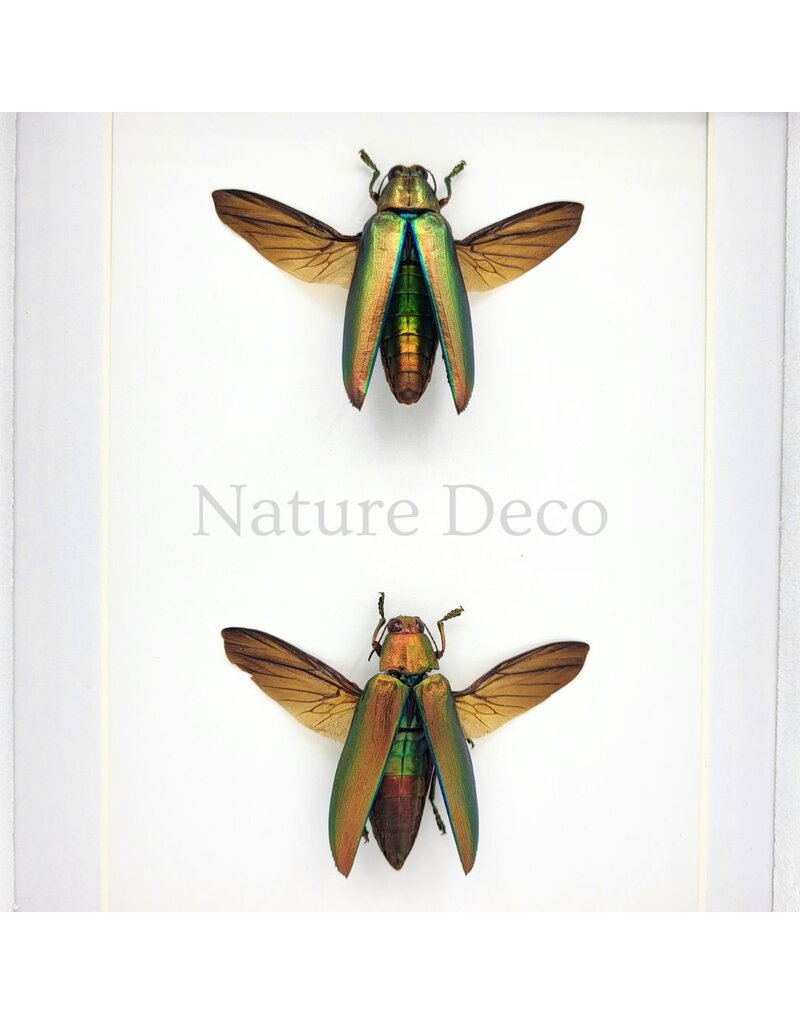 Nature Deco Chrysochroa aurora (prachtkever) duo in luxe 3D lijst 20,3 x 15,3 cm