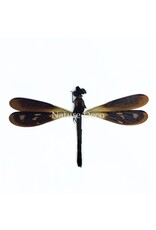 . Unmounted Rhinocypha fenestrata