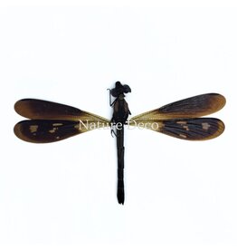 . Ongeprepareerde Rhinocypha fenestrata