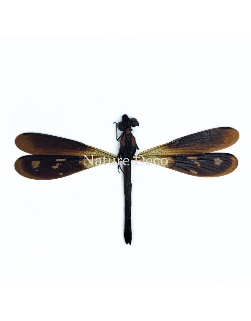 . Ongeprepareerde Rhinocypha fenestrata