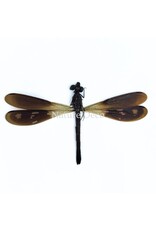 . Unmounted Rhinocypha fenestrata