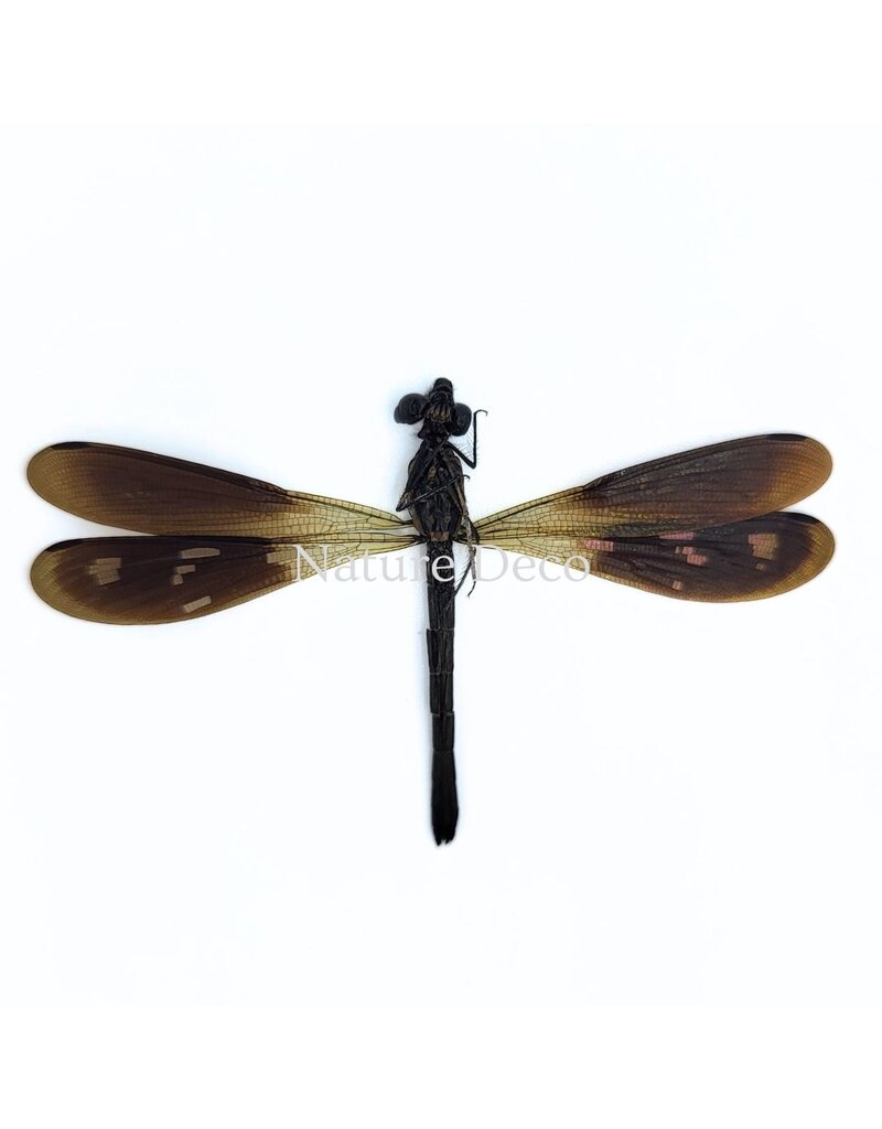 . Unmounted Rhinocypha fenestrata