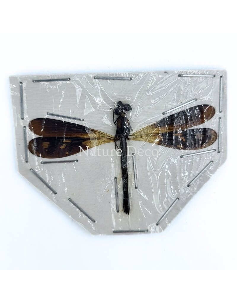 . Ongeprepareerde Rhinocypha fenestrata