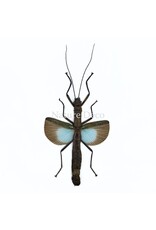 . (Un)mounted Orthomeria versicolor (blue walking stick)