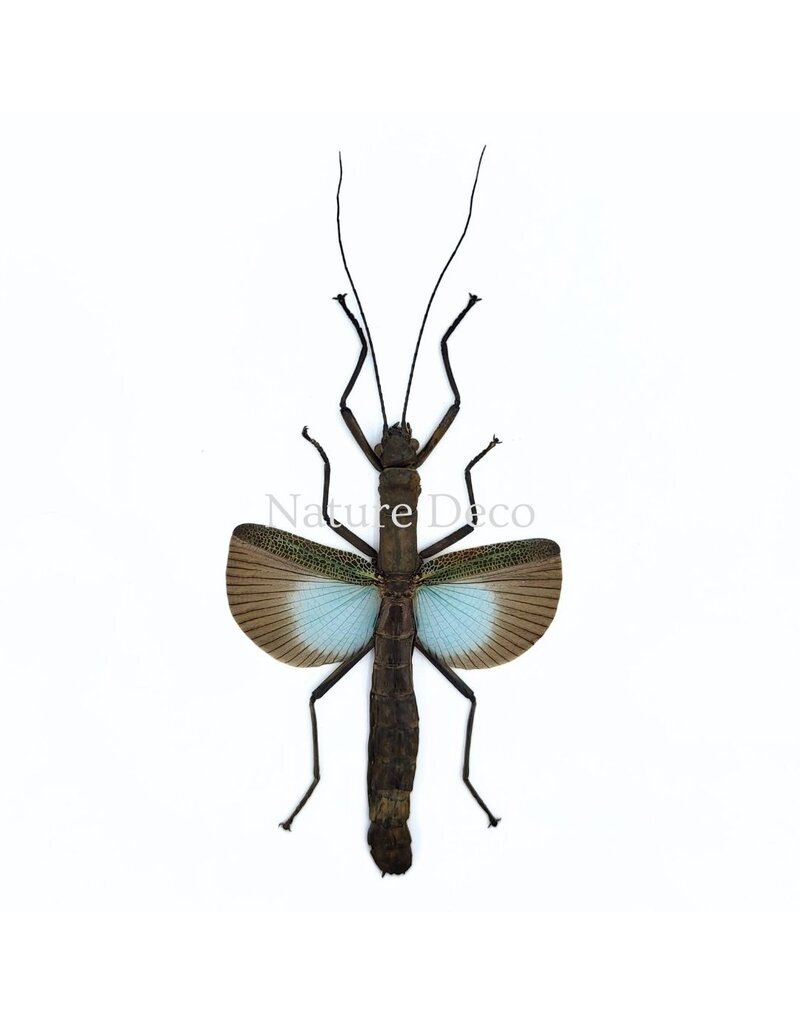 . (Un)mounted Orthomeria versicolor (blue walking stick)