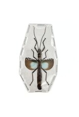 . (On)geprepareerde Orthomeria versicolor (wandelende tak blauw)