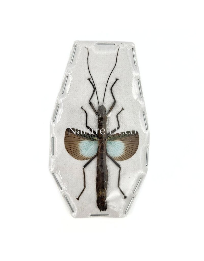 . (On)geprepareerde Orthomeria versicolor (wandelende tak blauw)