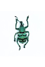 . Unmounted Eupholus chevrolati (weevil)