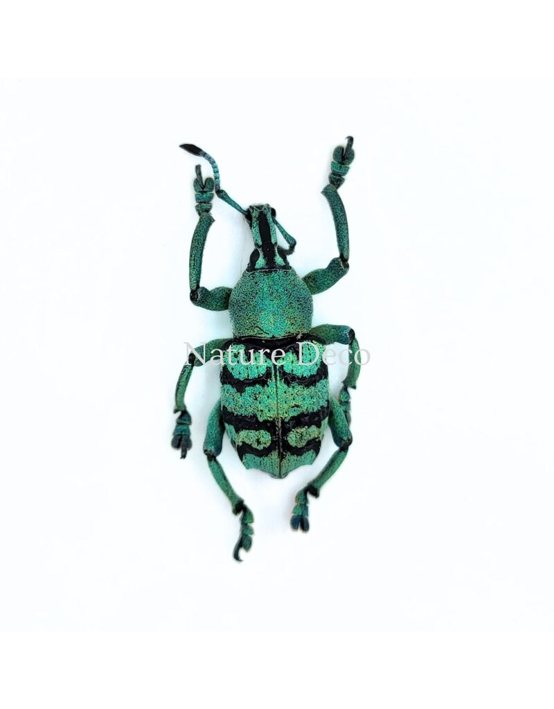 . Unmounted Eupholus chevrolati (weevil)