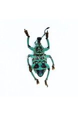 . Unmounted Eupholus chevrolati (weevil)