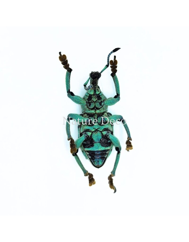 . Unmounted Eupholus chevrolati (weevil)