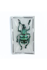 . Unmounted Eupholus chevrolati (weevil)