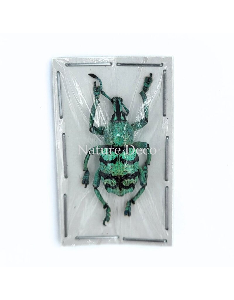 . Unmounted Eupholus chevrolati (weevil)