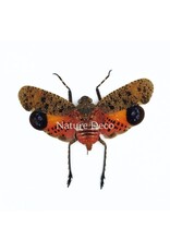 . (On)geprepareerde Penthicodes puchella