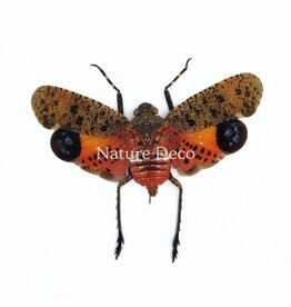 . (On)geprepareerde Penthicodes puchella