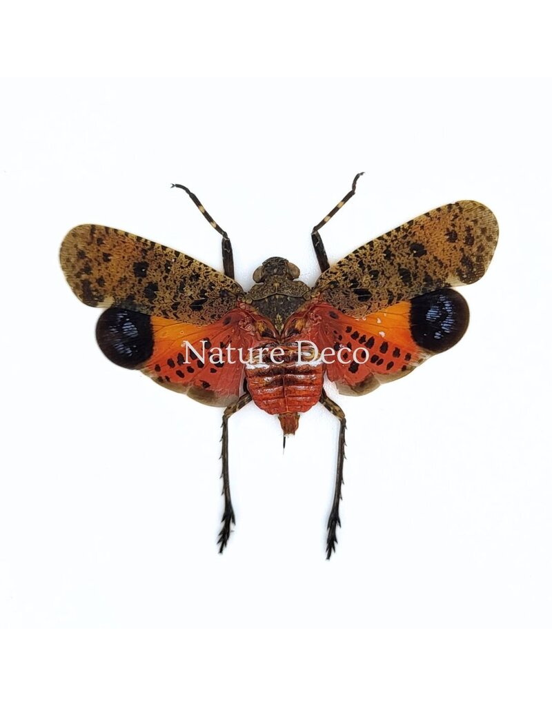 . (On)geprepareerde Penthicodes puchella