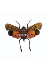 . (Un)mounted Penthicodes puchella