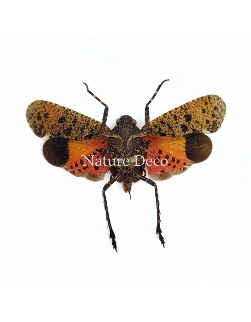 . (Un)mounted Penthicodes puchella