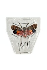 . (Un)mounted Penthicodes puchella