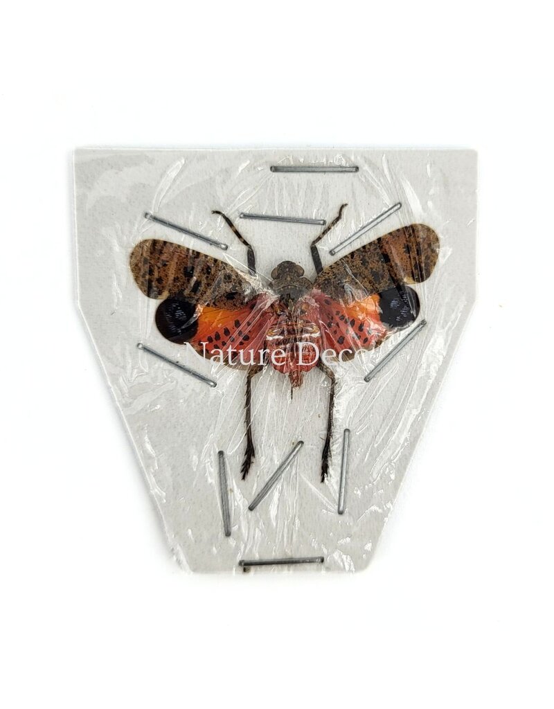 . (Un)mounted Penthicodes puchella