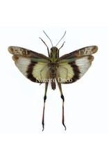 . (Un)mounted Gastrimargus africanus (grasshopper)