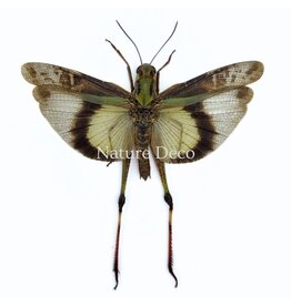 . (Un)mounted Gastrimargus africanus