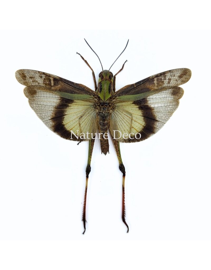 . (Un)mounted Gastrimargus africanus (grasshopper)