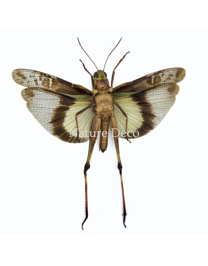 . (Un)mounted Gastrimargus africanus (grasshopper)