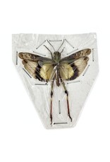 . (Un)mounted Gastrimargus africanus (grasshopper)