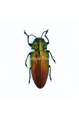 . Ongeprepareerde Belionota sumptuosa