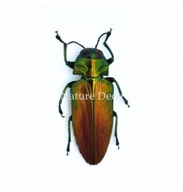 . Ongeprepareerde Belionota sumptuosa