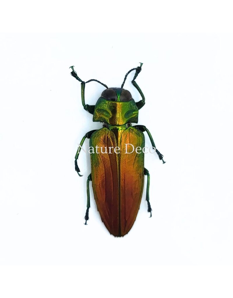 . Unmounted Belionota sumptuosa