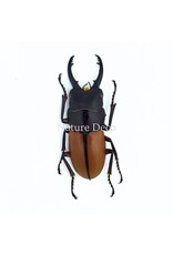 . (On)geprepareerde Prosopocoilus bruijni rufulus