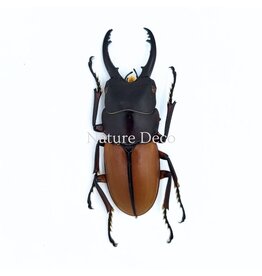 . (Un)mounted Prosopocoilus bruijni rufulus