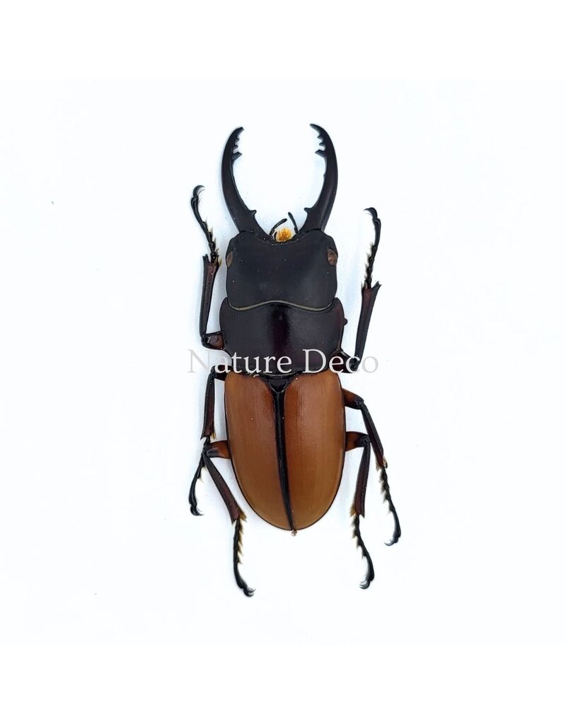 . (Un)mounted Prosopocoilus bruijni rufulus