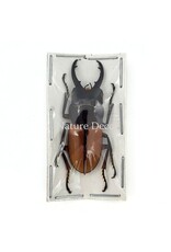 . (On)geprepareerde Prosopocoilus bruijni rufulus