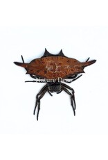 . Unmounted Gasteracantha sp.