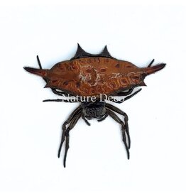 . Ongeprepareerde Gasteracantha sp.