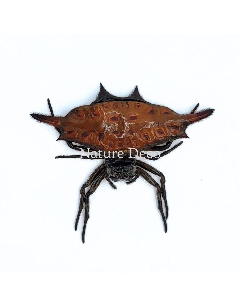 . Ongeprepareerde Gasteracantha sp.