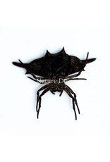 . Ongeprepareerde Gasteracantha sp.