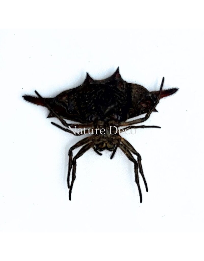 . Ongeprepareerde Gasteracantha sp.