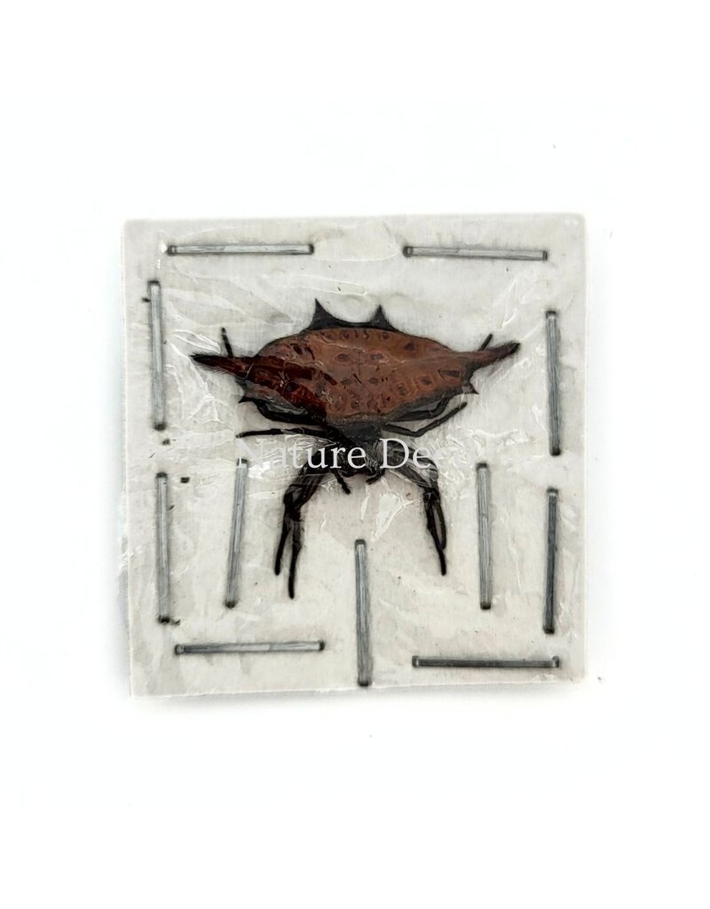 . Unmounted Gasteracantha sp.